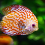 Machhali kahani class 10