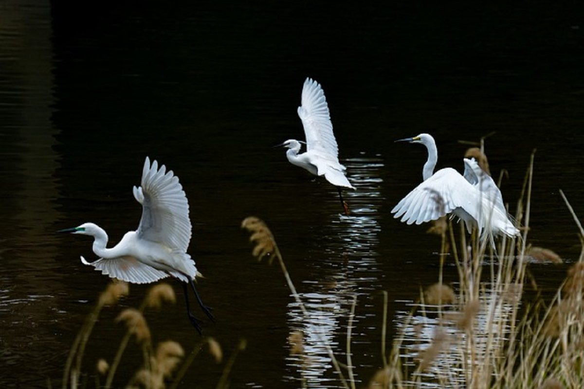 Sukeshwar Ashtakam Class 10 Sanskrit solutions