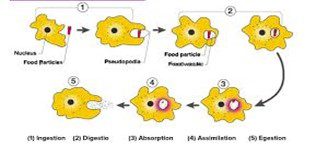 ameeba me poshan class 10 science
