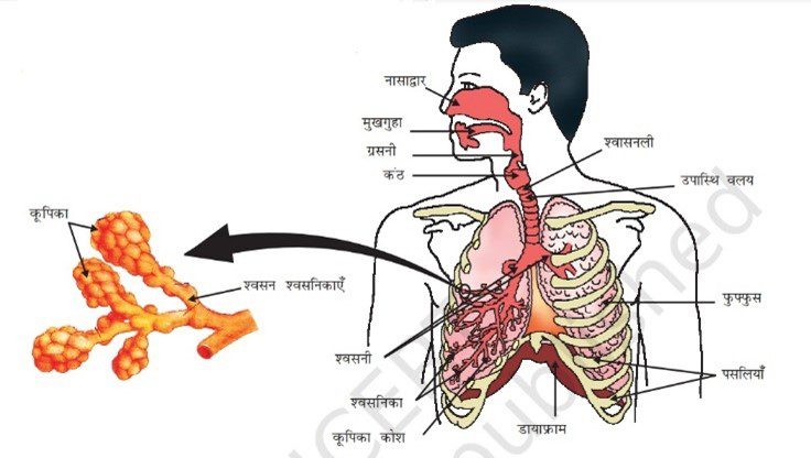 phephra class 10th science in hindi