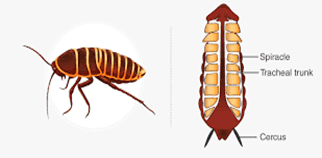 swasnali in cockraoch class 10 science